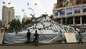 Mumbai's pigeon house debate: 51 places closed, feeding pigeons completely banned, from FIR to protest march
